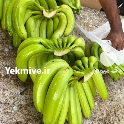 موز وارداتی از هندوستان در تهران در گروه خرید و فروش موز در یکمیوه -عکس2