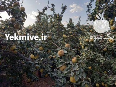 فروش میوه به اصفهان در ایمانشهر در گروه خرید و فروش میوه به در یکمیوه -عکس1