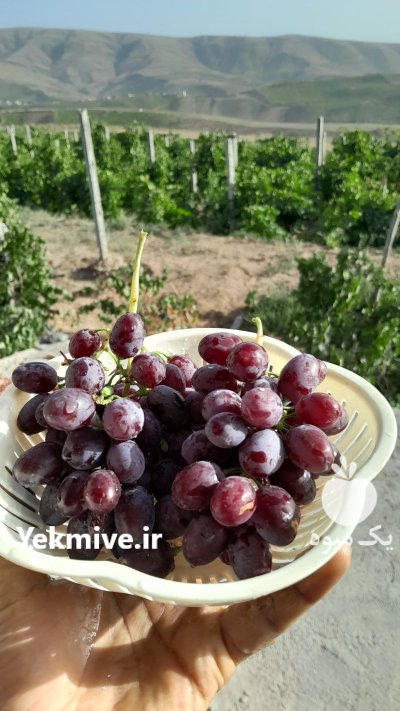 انگور شانی در بجنورد در گروه خرید و فروش انگور در یکمیوه -عکس1