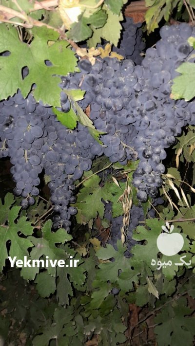 انگور شانی در بجنورد در گروه خرید و فروش انگور در یکمیوه -عکس2