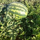 فروش هندوانه و سیب زمینی بامبا و اسپرت در همدان در گروه خرید و فروش سیب زمینی در یکمیوه