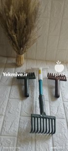 زیتون چین شنکش در سرپل ذهاب