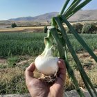 فروش پیاز سوپر و عالی در گندمان در گروه خرید و فروش پیاز در یکمیوه