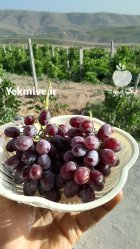 انگور شانی در بجنورد در گروه خرید و فروش انگور در یکمیوه