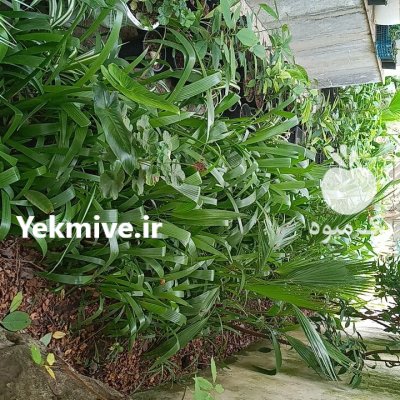 پالم نشایی نایلکسی و زمینی در گروه خرید و فروش نشا در یکمیوه -عکس1