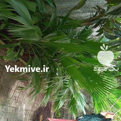 پالم نشایی نایلکسی و زمینی در گروه خرید و فروش نشا در یکمیوه -عکس3