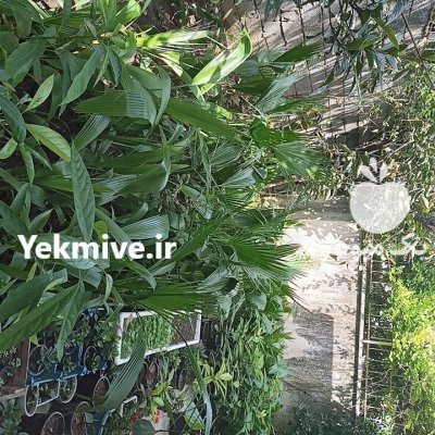 پالم نشایی نایلکسی و زمینی در گروه خرید و فروش نشا در یکمیوه -عکس4