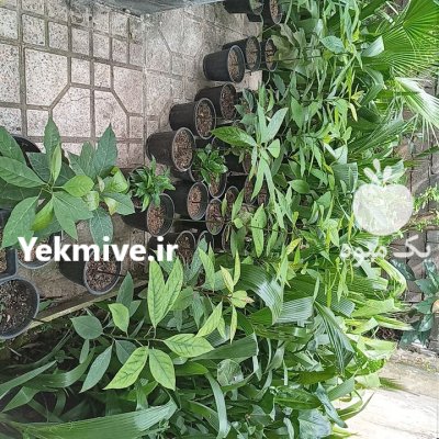نهال آواکادو در ساری در گروه خرید و فروش نهال در یکمیوه -عکس1