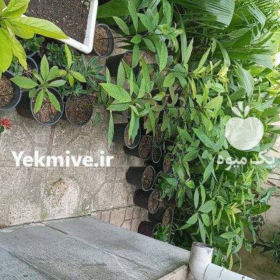 نهال آواکادو در ساری در گروه خرید و فروش نهال در یکمیوه -عکس2