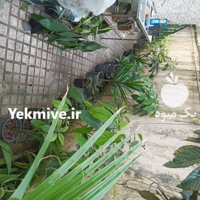 نهال آواکادو در ساری در گروه خرید و فروش نهال در یکمیوه -عکس4