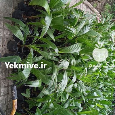 پالم یوکا گل گندمی شیپور فرشته در گروه خرید و فروش گیاهان زینتی در یکمیوه -عکس1