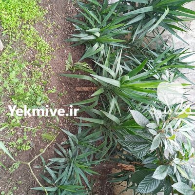 پالم یوکا گل گندمی شیپور فرشته در گروه خرید و فروش گیاهان زینتی در یکمیوه -عکس2