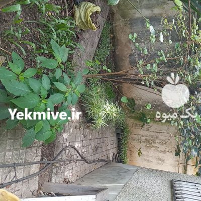 پالم یوکا گل گندمی شیپور فرشته در گروه خرید و فروش گیاهان زینتی در یکمیوه -عکس3