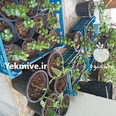 فروش گل کراسولا گندمی در ساری در گروه خرید و فروش گیاهان زینتی در یکمیوه -عکس1