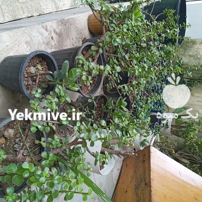 فروش گل کراسولا گندمی در ساری در گروه خرید و فروش گیاهان زینتی در یکمیوه -عکس3