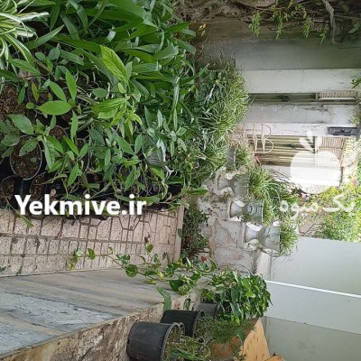 فروش گل کراسولا گندمی در ساری در گروه خرید و فروش گیاهان زینتی در یکمیوه -عکس4