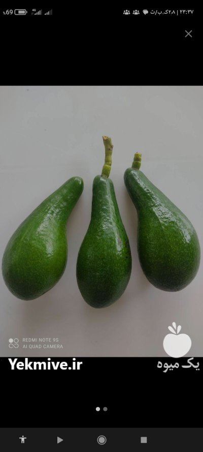 محصول باغ آواکادو تازه در تهران در گروه خرید و فروش میوه استوایی در یکمیوه -عکس1