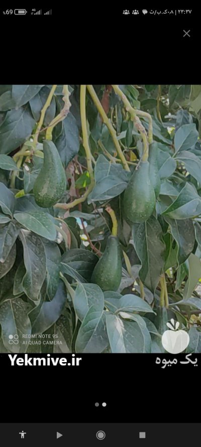 محصول باغ آواکادو تازه در تهران در گروه خرید و فروش میوه استوایی در یکمیوه -عکس2