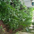 پالم نشایی نایلکسی و زمینی در گروه خرید و فروش نشا در یکمیوه