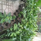 نهال آواکادو در ساری در گروه خرید و فروش نهال در یکمیوه