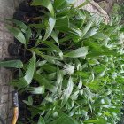 پالم یوکا گل گندمی شیپور فرشته در گروه خرید و فروش گیاهان زینتی در یکمیوه