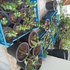 فروش گل کراسولا گندمی در ساری در گروه خرید و فروش گیاهان زینتی در یکمیوه