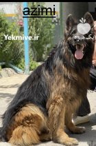 خرید و فروش سگ در کرج در گروه سگ و گربه در یکمیوه