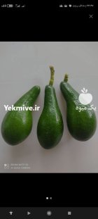 محصول باغ آواکادو تازه در تهران در گروه خرید و فروش میوه استوایی در یکمیوه