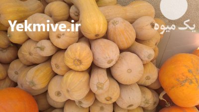 فروش کدو حلوایی در مشهد در گروه خرید و فروش کدو تنبل در یکمیوه -عکس1