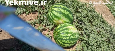 فروش هندوانه گرد درجه یک در قیدار در گروه خرید و فروش هندوانه در یکمیوه -عکس1