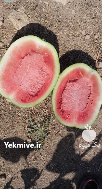 فروش هندوانه گرد درجه یک در قیدار در گروه خرید و فروش هندوانه در یکمیوه -عکس2