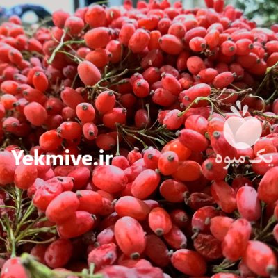 زرشک قاینات در مشهد در گروه خرید و فروش زرشک در یکمیوه -عکس1