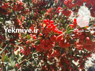 زرشک قاینات در مشهد در گروه خرید و فروش زرشک در یکمیوه -عکس3