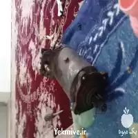 فروش استارت بزرگ تراکتور رومانی اصل در سنندج در گروه خرید و فروش تراکتور رومانی در یکمیوه