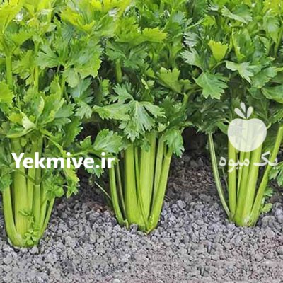 بذر سبزیجات بذر کرفس فله در کرج در گروه خرید و فروش بذر سبزی در یکمیوه -عکس1