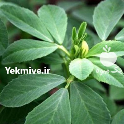 بذر شنبلیله فله در کرج در گروه خرید و فروش بذر سبزی در یکمیوه -عکس1