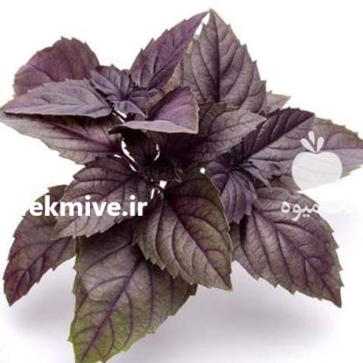 بذر ریحان قرمز فله در کرج در گروه خرید و فروش بذر سبزی در یکمیوه -عکس1