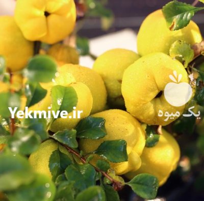 بذر میوه بذر درخت در کرج در گروه خرید و فروش بذر میوه در یکمیوه -عکس1