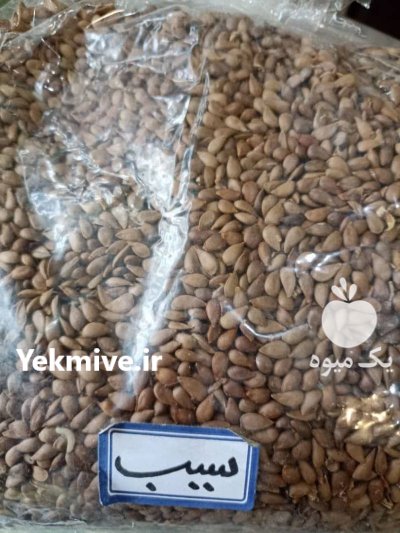 بذر میوه بذر درخت سیب در گروه خرید و فروش بذر میوه در یکمیوه -عکس1