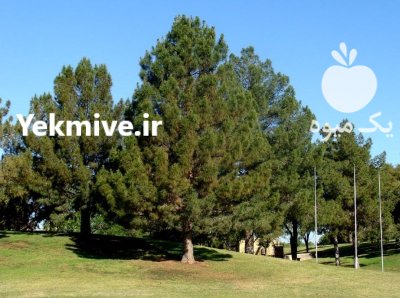 بذر درخت کاج تهران در گروه خرید و فروش انواع بذر در یکمیوه -عکس1