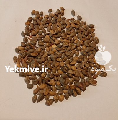 بذر درخت کاج تهران در گروه خرید و فروش انواع بذر در یکمیوه -عکس2