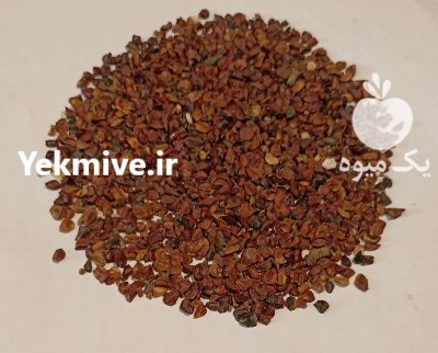 بذر درخت سرو نقره ای در کرج در گروه خرید و فروش انواع بذر در یکمیوه -عکس1