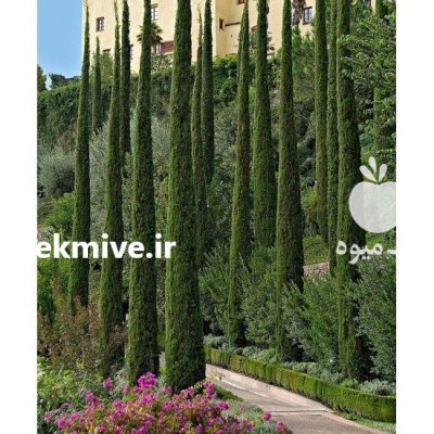 بذر درخت سرو شیرازی در گروه خرید و فروش انواع بذر در یکمیوه -عکس1