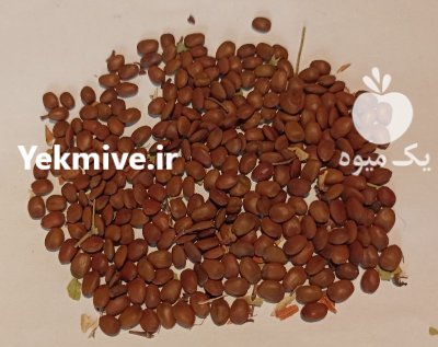 بذر درخت ارغوان در کرج در گروه خرید و فروش انواع بذر در یکمیوه -عکس1