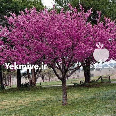 بذر درخت ارغوان در کرج در گروه خرید و فروش انواع بذر در یکمیوه -عکس2