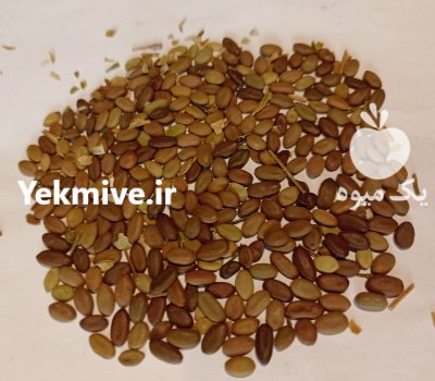 بذر ابریشم ایرانی در کرج در گروه خرید و فروش انواع بذر در یکمیوه -عکس1