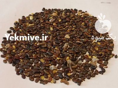 بذر درخت اقاقیا در کرج در گروه خرید و فروش انواع بذر در یکمیوه -عکس1