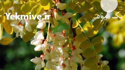 بذر درخت اقاقیا در کرج در گروه خرید و فروش انواع بذر در یکمیوه -عکس2