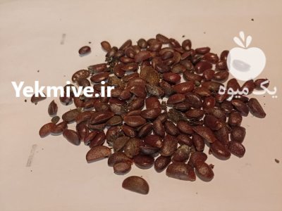 بذر درخت خرمالو در کرج در گروه خرید و فروش انواع بذر در یکمیوه -عکس1