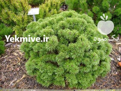 بذر درخت کاج مشهد در گروه خرید و فروش انواع بذر در یکمیوه -عکس1